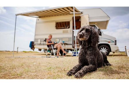 Alkoven mit Hund