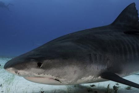 Tiger Beach (Bahamas)