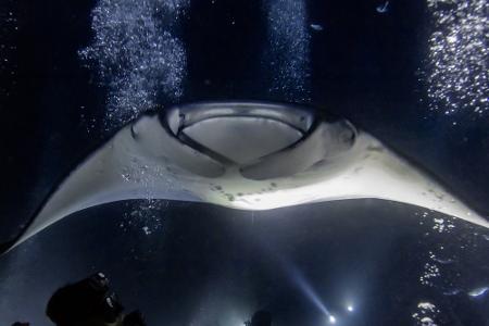 Manta-Nachttauchen (USA)