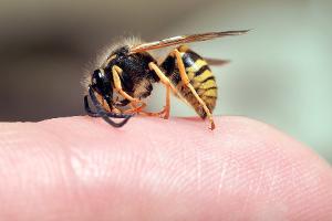 Richtig reagieren: Was bei Bienen- und Wespenstichen zu tun ist