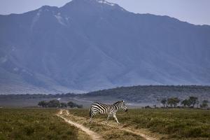 Zebras, Schweine und Bienen: Tierwelt stresst Rallye-Piloten