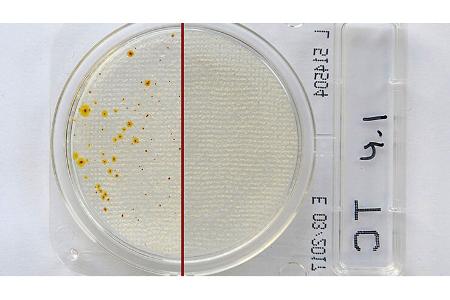 Wassertank reinigen Testkit f