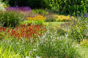 Klimawandel: Diese fünf Pflanzen passen jetzt in den Garten