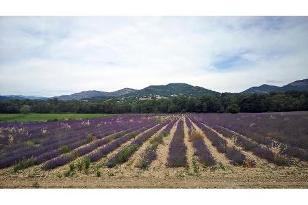 Provence, Lavendelfelder