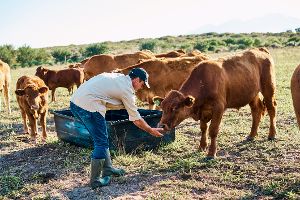 Aldi streicht Billig-Milch aus dem Sortiment