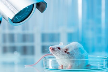 tierische leihmutter