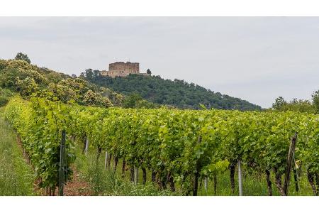 Pfalz, Weinberg, Hambacher Schloss