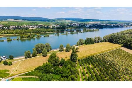 Rheinland-Pfalz, Fluss, Weinberge, Eltville, Weinregion
