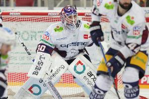 Eisbären Berlin wieder siegreich - Straubing hält Anschluss