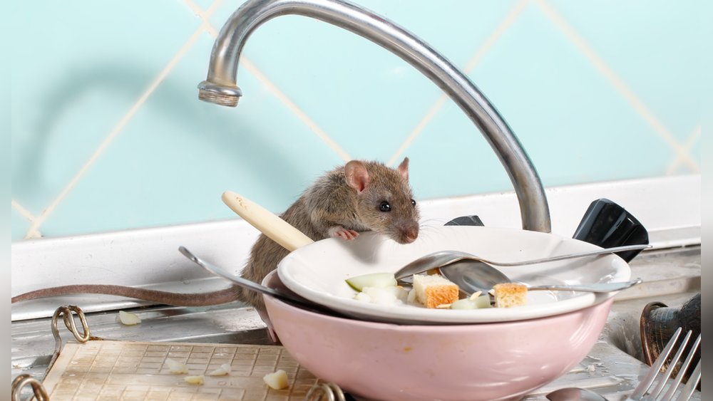 Ratten und Mäuse in der Wohnung So bekämpft man die Schädlinge