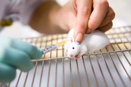 Ratten-Tests