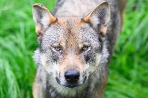 Wie sollen Wolfsabschüsse erleichtert werden? 