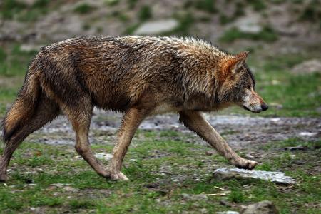 Einstimmiger Beschluss: Schnellere Wolfabschüsse möglich