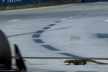 Godzilla-Saga geht weiter - 'Vielleicht hatte Godzilla ein Kind.' Die Red-Bull-Box reagiert in Singapur auf Verstappens Eidechsen-Durchsage. Schon vor ein paar Jahren hatte der Holländer auf dem Stadtkurs eine 'gigantische Echse' entdeckt und prompt 'Godzilla' getauft.