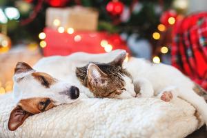 Gefahren zu Weihnachten: So bleiben Hund, Katze und Co. in Sicherheit