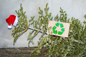 Noch nicht entsorgen! Den Weihnachtsbaum nach dem Fest nutzen