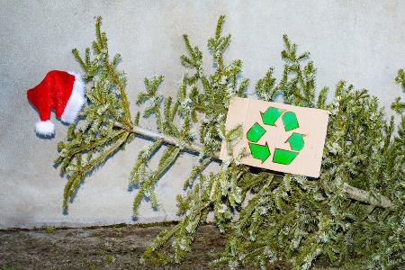Noch nicht entsorgen! Den Weihnachtsbaum nach dem Fest nutzen Noch nicht entsorgen! Den Weihnachtsbaum nach dem Fest nutzen