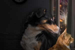 Lärm an Silvester: Ängstliche Haustiere vor Stress schützen