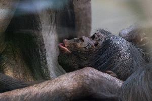 Nachwuchs bei den Bonobos in Stuttgart