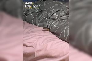 Hochgiftige Schlange beißt Australierin im Schlaf