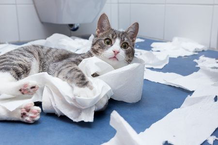 Klopapier katze
