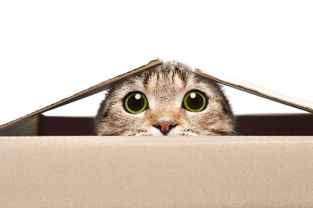 Katze mit großen Pupillen