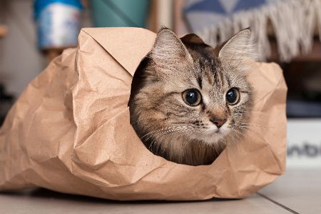 katze in kartonpapier