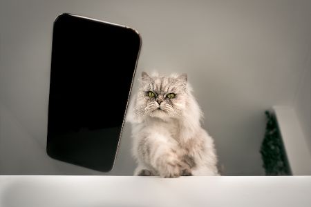 katze wirft sachen runter