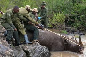 21 Nashörner sollen in kenianisches Naturreservat umziehen