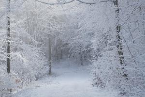 Schneezauber: Was gehört beim Winterwandern in den Rucksack?