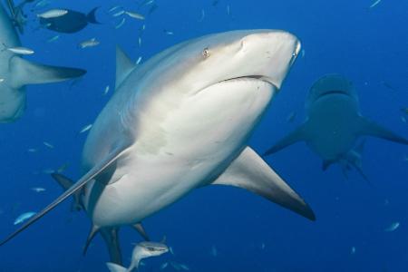 Im Hafen von Sydney hat ein Hai eine Frau attackiert - vermutlich handelte es sich bei dem Raubfisch um einen Bullenhai, der zu den gefährlichsten Haien der Welt gehört.