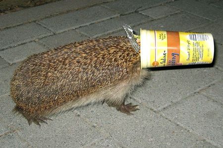 Igel in Joghurtbecher