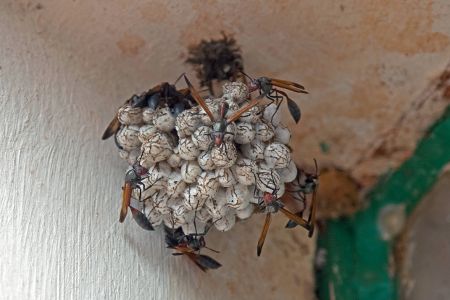Schlupfwespen