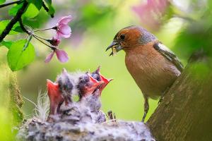 Das dürfen Gartenbesitzer jetzt nicht mehr tun