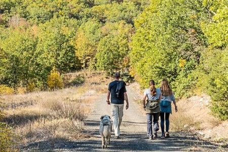 Spaziergang, Wald, Pfad, Menschen, Hund