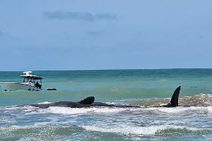 Gestrandeter Pottwal stirbt vor Floridas Küste