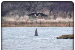 Robbe vertreibt Adler mit Wasserstrahl aus ihrem Maul