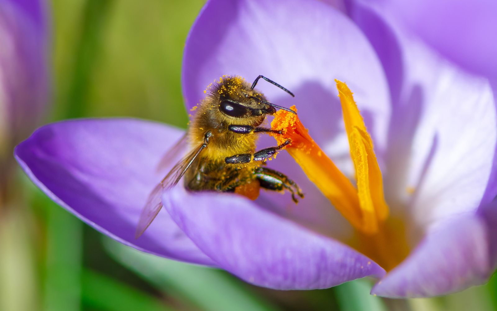Nektar und Pollen satt Diese Pflanzen sind BienenLieblinge!