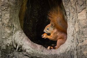 Überlebenshilfe für Eichhörnchen: Tipps für den Garten