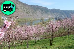 Alpaca Camping an der Mosel
