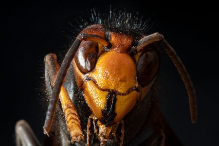 Asiatische Hornisse breitet sich in Deutschland aus