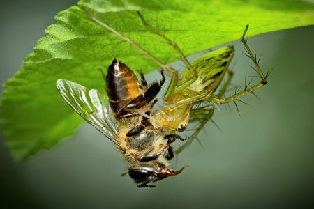 Hornisse frisst Insekt