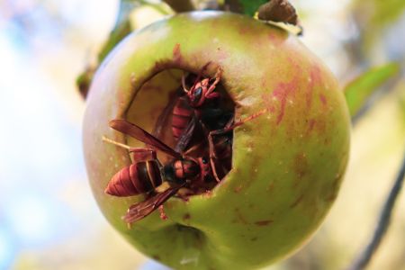 Hornissen fressen Obst