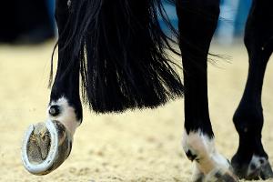 Reiten: Herpes-Impfpflicht für Turnierpferde aufgehoben