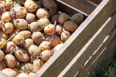 Tomaten, Kartoffeln, Zwiebeln: Kann man keimendes Gemüse noch essen? Tomaten, Kartoffeln, Zwiebeln: Kann man keimendes Gemüse noch essen?