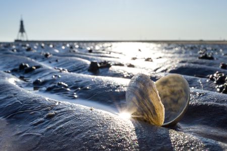 wattenmeer muschel