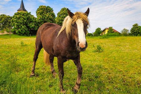 Wohnmobilstellplatz Cimbria - Pferd
