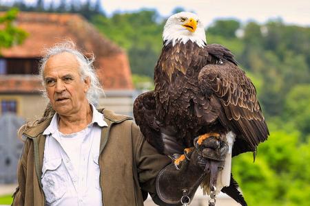 Wohnmobilstellplatz Cimbria - Weißkopfseeadler