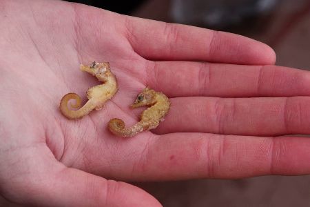 tote seepferdchen in der hand