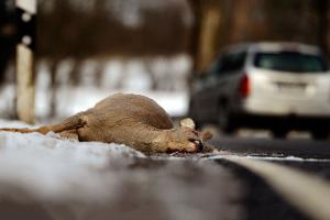 Wenn Auto auf Elefant trifft